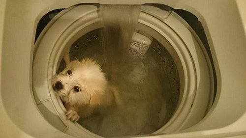 Nam thanh niên độc ác cho cún cưng vào máy giặt